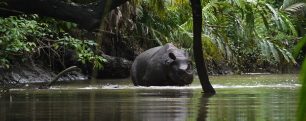 java rhino ujung kulon